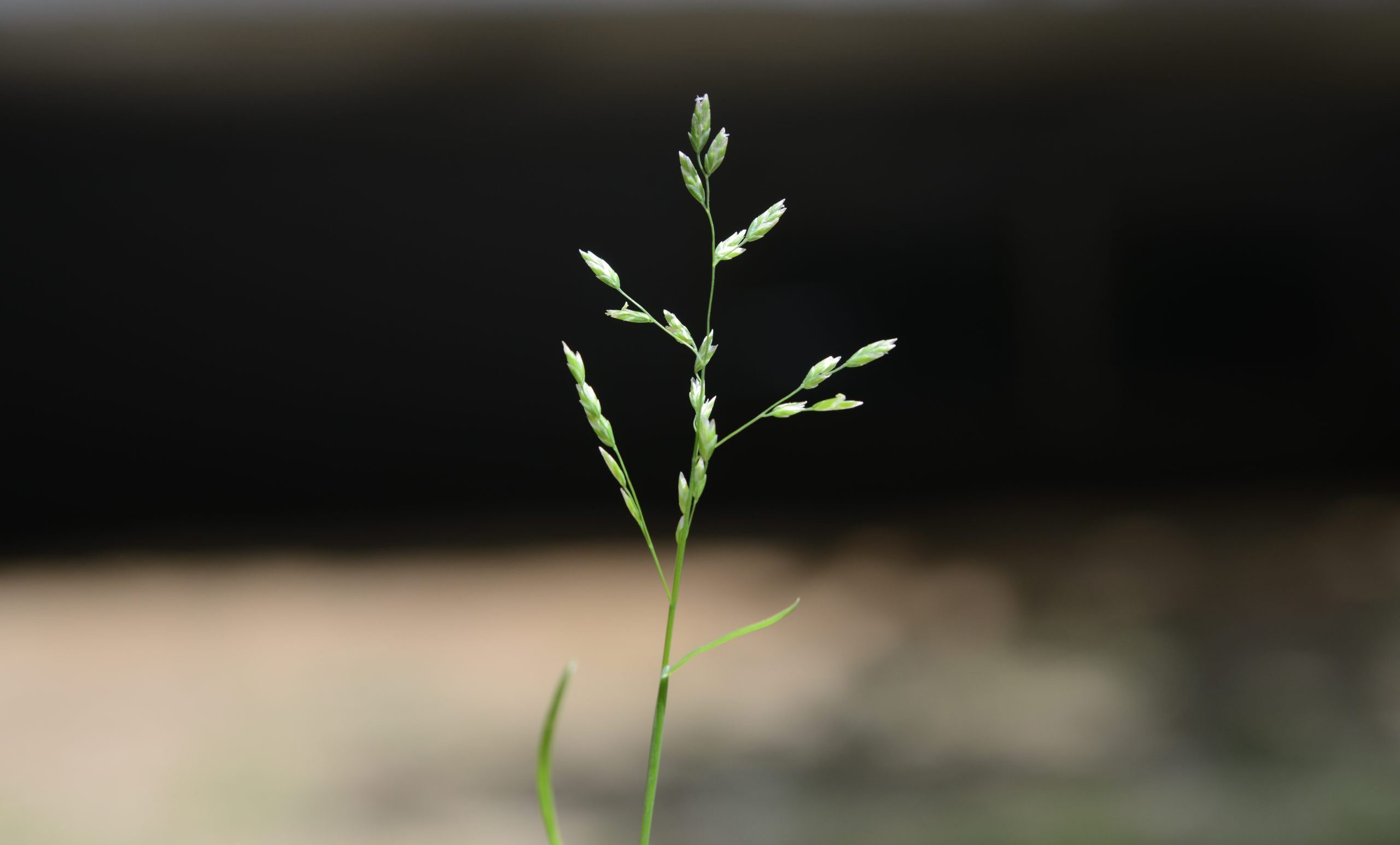 세포아풀 (출처: 국립생물자원관)